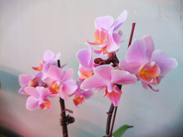 耐阴又容易开花的植物排名