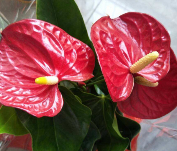 耐阴又容易开花的植物排名