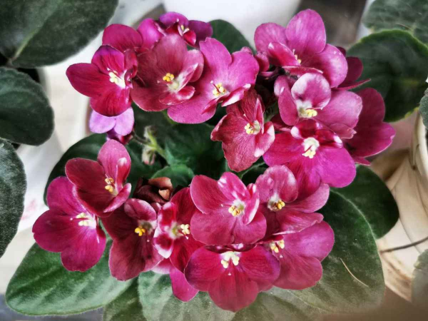 耐阴又容易开花的植物排名