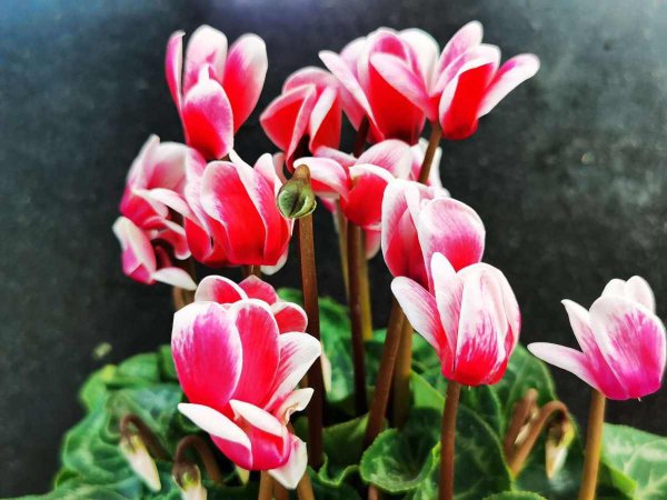 耐阴又容易开花的植物排名