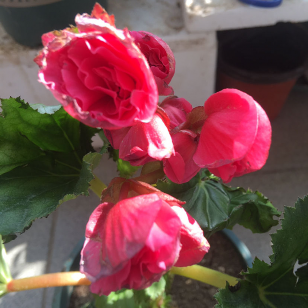 耐阴又容易开花的植物排名