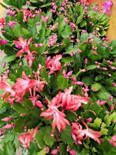 耐阴又容易开花的植物排名