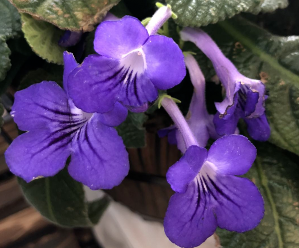 耐阴又容易开花的植物排名