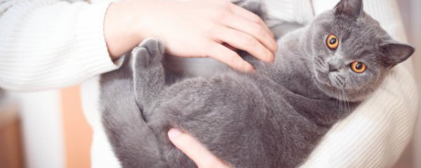 猫的指甲怎么剪