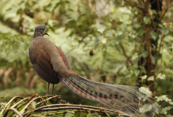 澳大利亚国鸟是什么鸟
