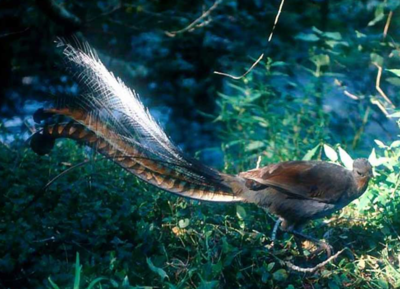 澳大利亚国鸟是什么鸟