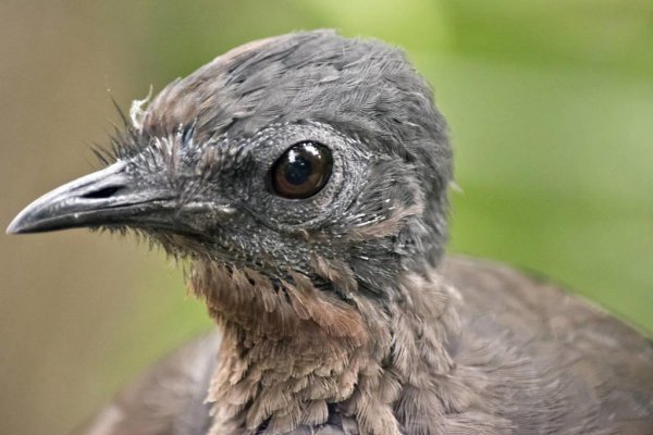 澳大利亚国鸟是什么鸟