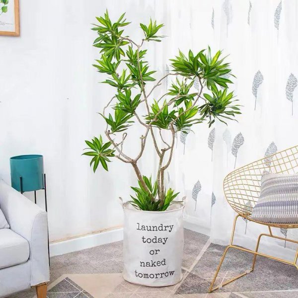 百合竹寓意与风水