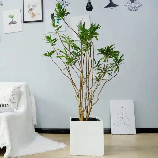 百合竹寓意与风水