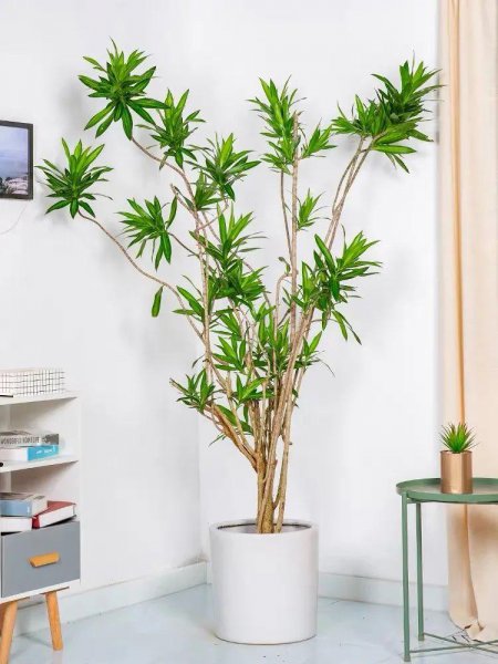 百合竹寓意与风水