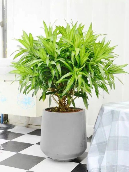 百合竹寓意与风水