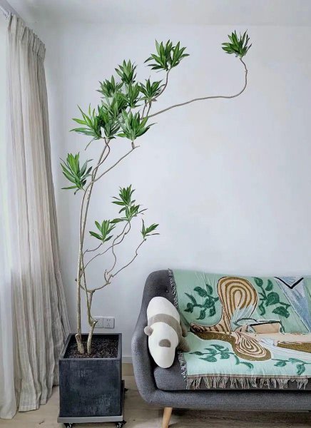 百合竹寓意与风水