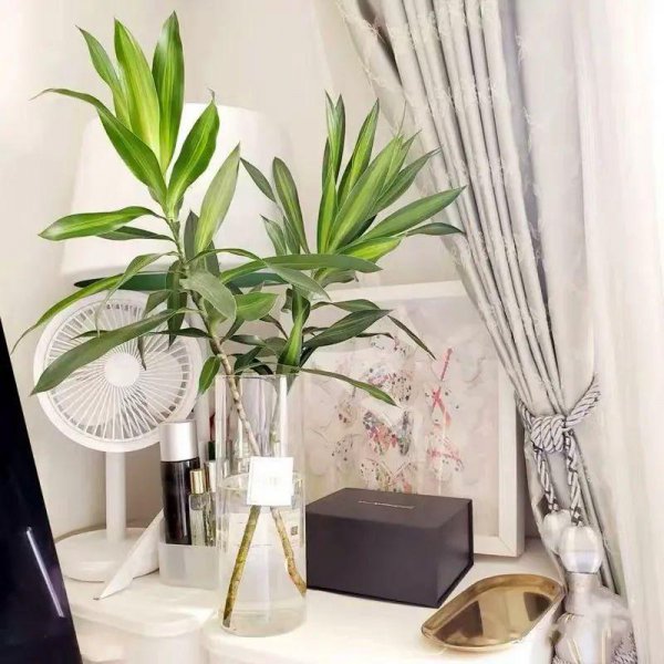 百合竹寓意与风水