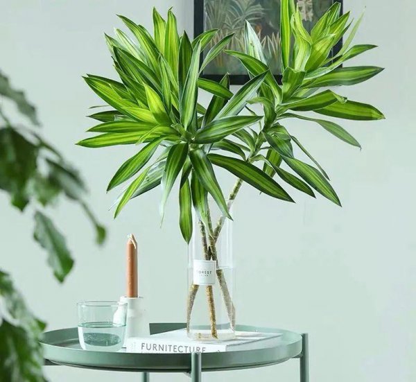 百合竹寓意与风水