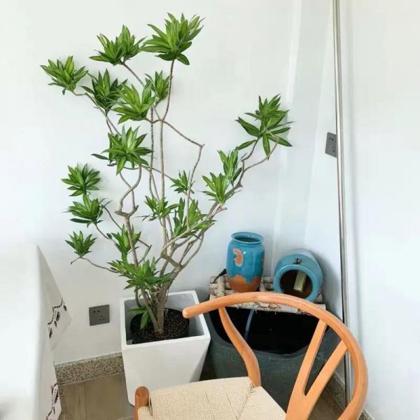 百合竹寓意与风水