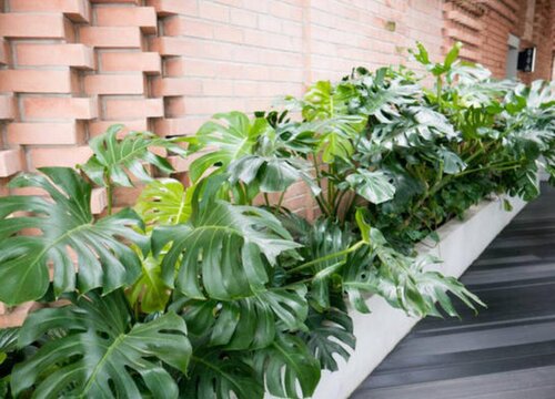 龟背竹施什么肥新芽新叶总是蹭蹭冒