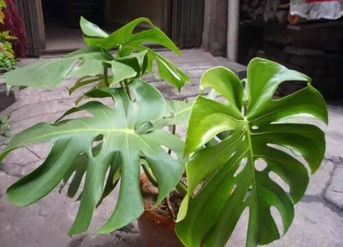 龟背竹施什么肥新芽新叶总是蹭蹭冒