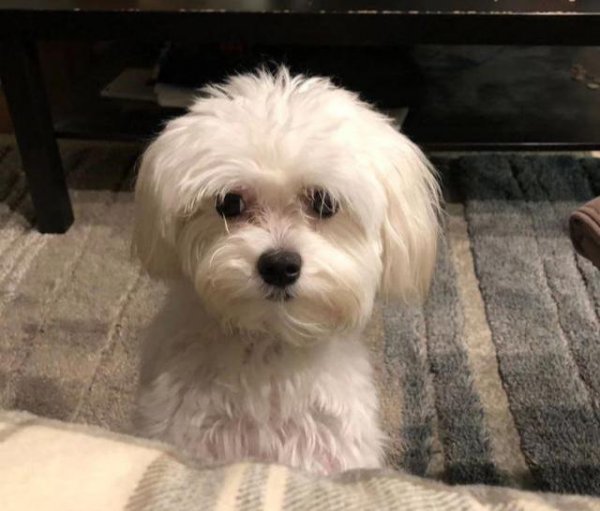 马尔济斯犬太难养了