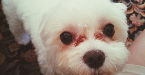 马尔济斯犬太难养了