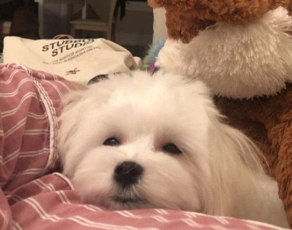 马尔济斯犬太难养了