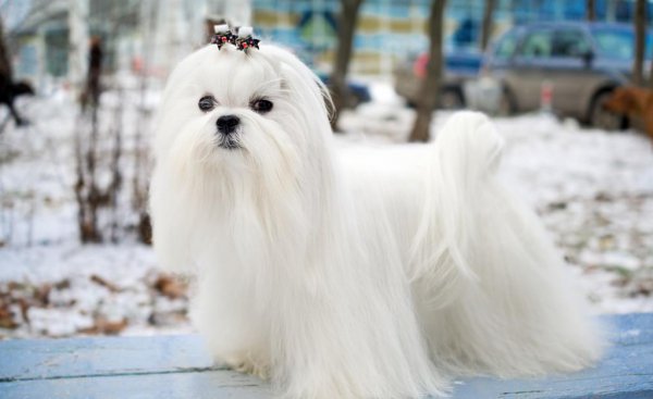 马尔济斯犬太难养了