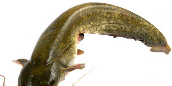 鱼烂鳃病用什么药治疗最快最好