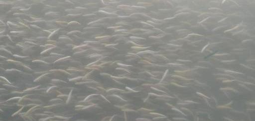 鱼烂鳃病用什么药治疗最快最好