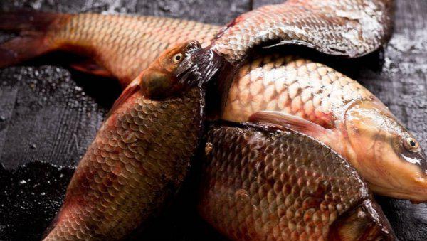 鱼烂鳃病用什么药治疗最快最好