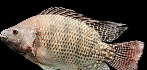 鱼烂鳃病用什么药治疗最快最好