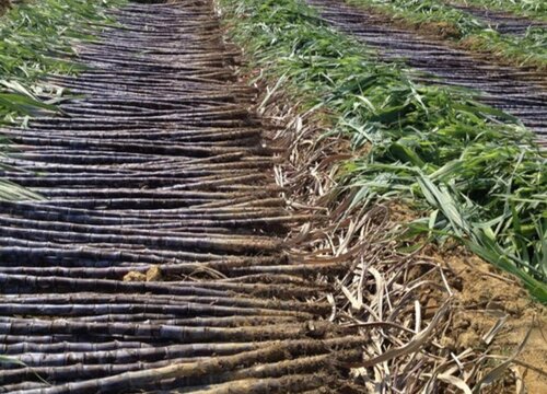 甘蔗多久施一次肥