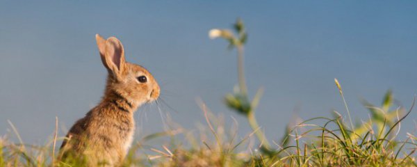 本命年兔年要注意什么属相
