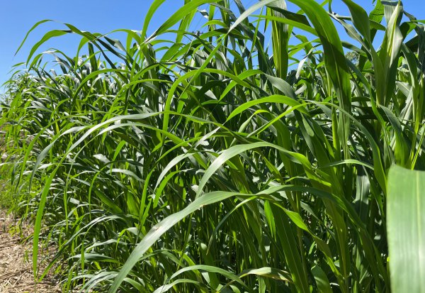 什么牧草喂羊最好产量最高