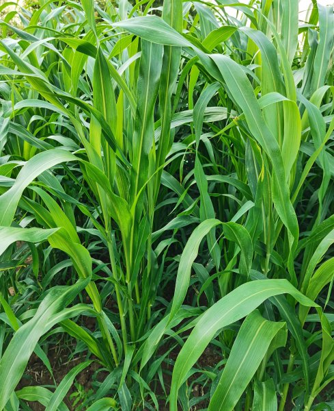 什么牧草喂羊最好产量最高