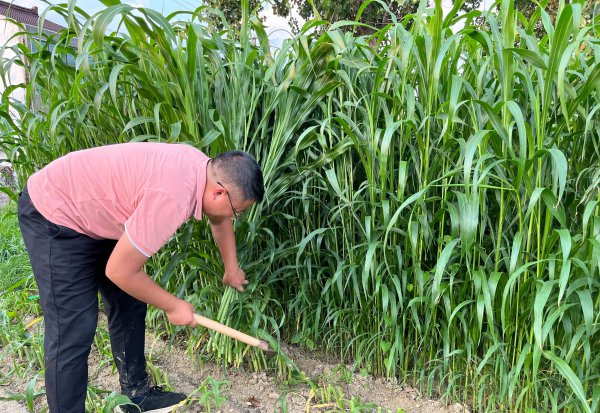 什么牧草喂羊最好产量最高