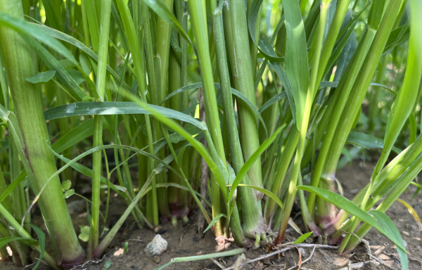 什么牧草喂羊最好产量最高