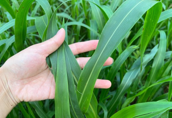 什么牧草喂羊最好产量最高