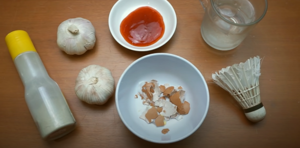 房间里有壁虎怎么办