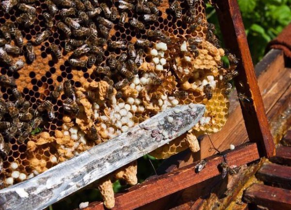 盗蜂是什么意思介绍