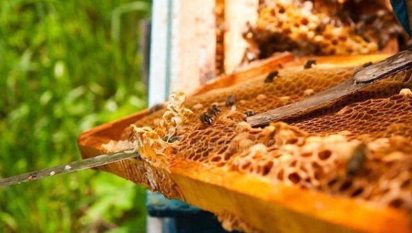 盗蜂是什么意思介绍