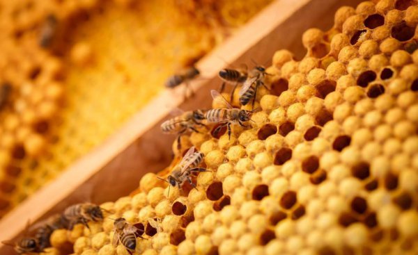 盗蜂是什么意思介绍