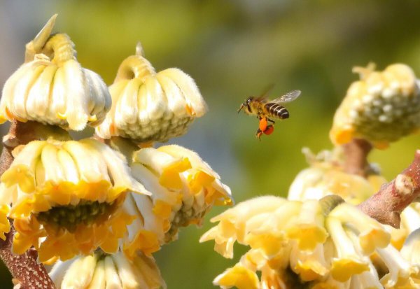 盗蜂是什么意思介绍