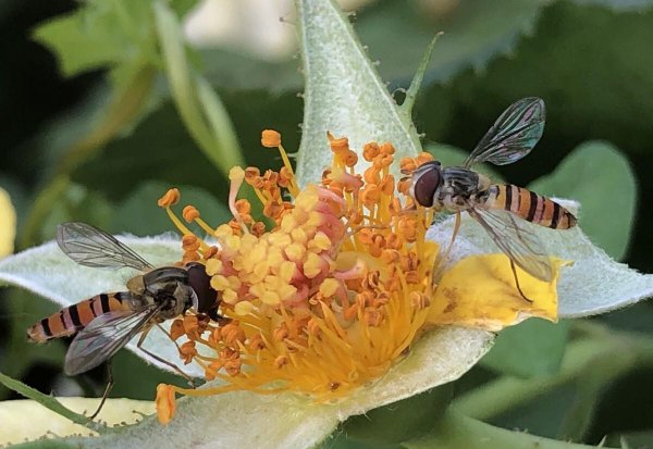 盗蜂是什么意思介绍