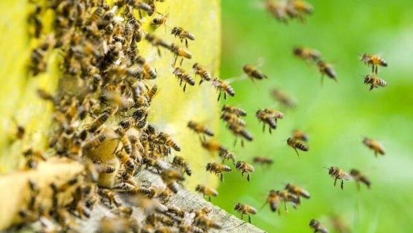 盗蜂是什么意思介绍