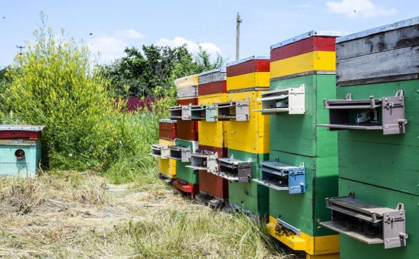 盗蜂是什么意思介绍