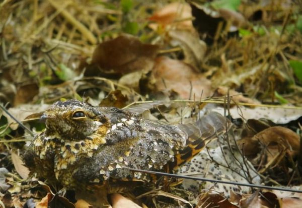 四翼鸟长什么样子图片