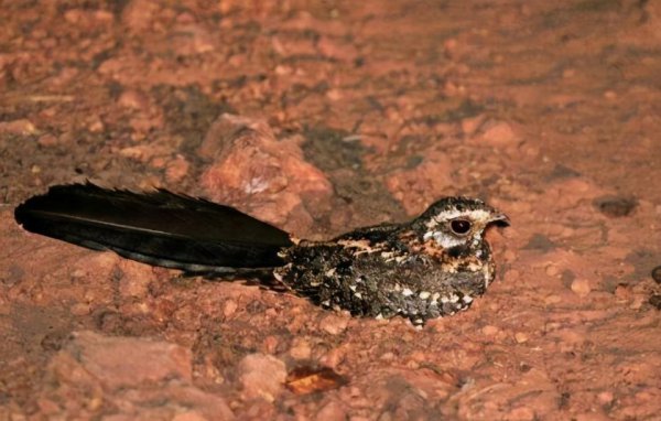 四翼鸟长什么样子图片