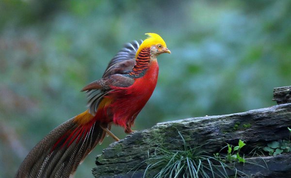 四翼鸟长什么样子图片