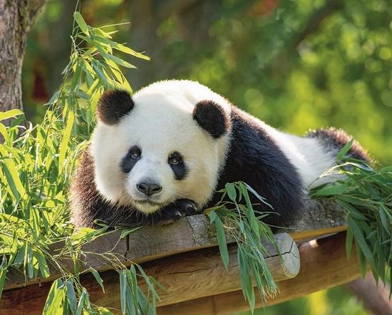 大熊猫为什么被视为中国国宝