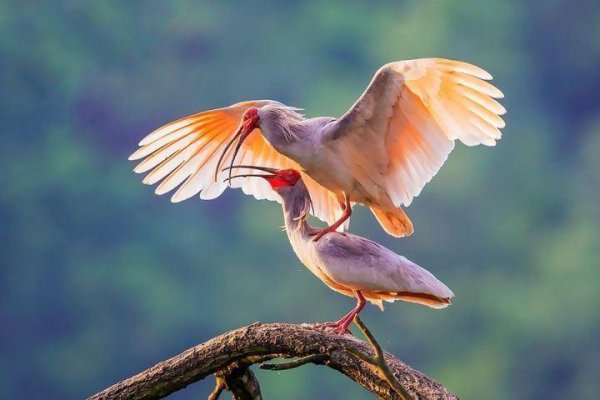 大熊猫为什么被视为中国国宝