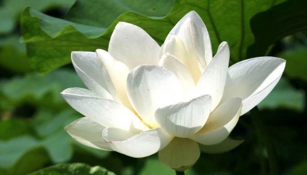 出淤泥而不染出自哪首古诗